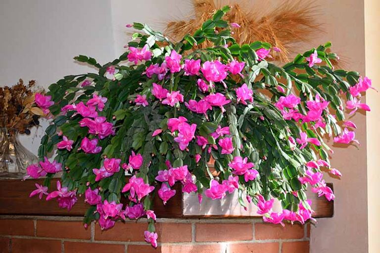 How-to-Make-a-Christmas-Cactus-Bloom